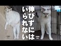 26秒からの猫タッチは必見‼ のび～るネッコ達 【保護猫】卯月＆弥生　ずっとの家族を待っています。 ～神奈川県動物愛護センター