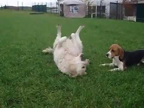 Hundezentrum elCanis, Neidenstein