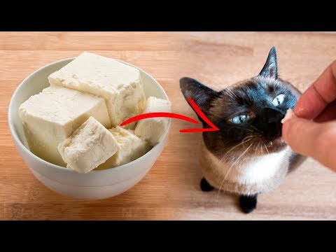 7 Human Foods Cats Can Eat