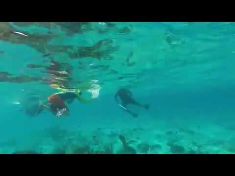 Snorkeling boy has close call with eel