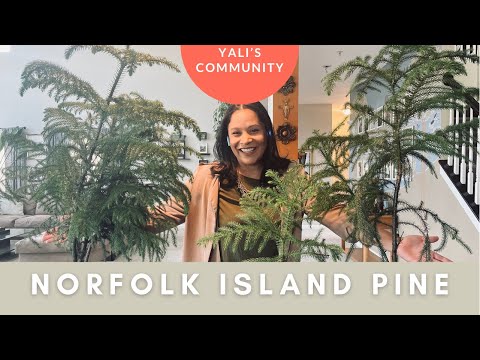 , title : 'Norfolk Island Pine / Araucaria heterophylla : Care, Pruning and lots of tips & tricks!'