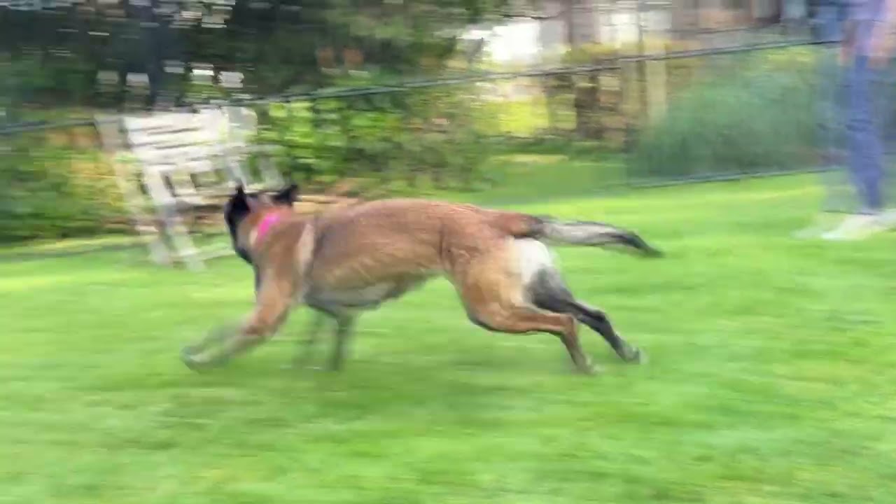 Enlarge Arya, a ADOPTABLE Belgian Shepherd / Malinois in Snoqualmie, WA video 6/6