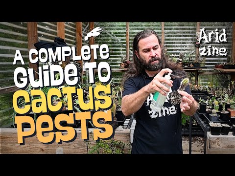 My battle-tested guide to cactus pests: mealybug, mites, scale and more