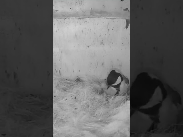 If a Blue Tit is cleaning herself more the eggs will soon (True or not ?)