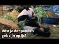 Zien: Panda's koelen af met ijsjes in Ouwehands Dierenpark Rhenen | RTV Utrecht