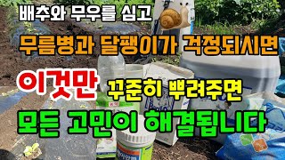 배추와무를 심고 무름병과 달팽이가 걱정되시면 이것만 꾸준히 뿌려주면 쉽게 해결할 수 있습니다 달팽이제거퇴치법…