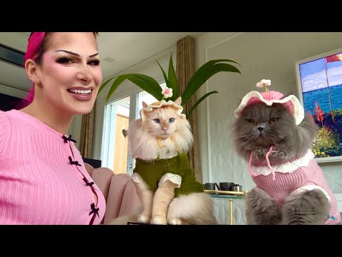 Die süßeste Katzen Fashion Haul 2026! Katzen Kleider & Accessoires!