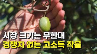 제주도 한달살기 하다가 올리브나무 키워 연 2억 버는 청년농부