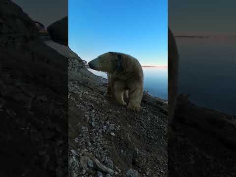 GoPro | Rare Polar Bear Encounter 🎬 Andreas Heide #Shorts #PolarBear