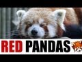 Red Pandas Are Now the Biggest Thing on the Internet, BONUS: Red Panda Remix