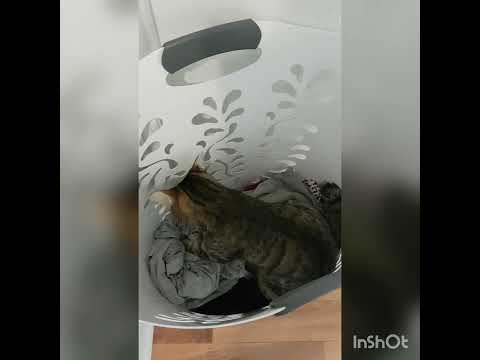 My cat refuses to leave my laundry basket