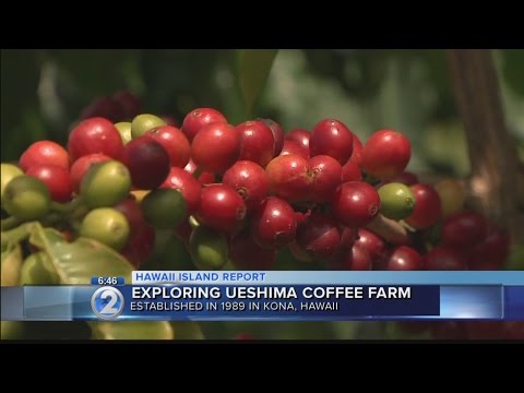 Acordar 2 dias: Fazenda de Café Ueshima