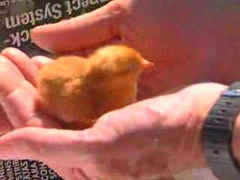 Alphabet Road - "F" Is For Farm - "Farm Animals"