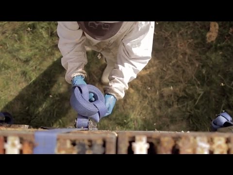 World's Best Manuka Honey - Melita Honey