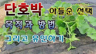 [텃밭농부. 1,088]  단호박 아들순 선택하고 유인하는 방법 #단호박재배