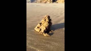 Strange behaviour on a beach in Pembrokeshire