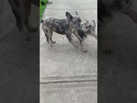 Video 5