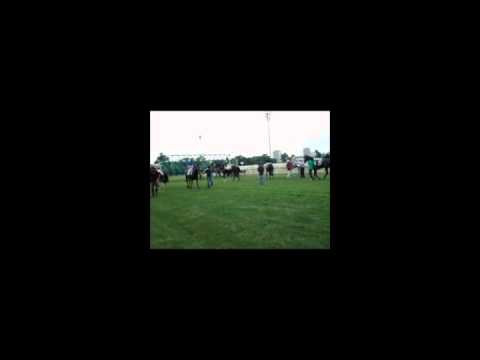 kincsem park vizsgavideó