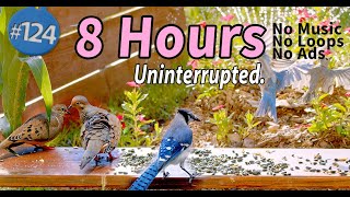 😻8 Hours of Birds 🐦by the Water Sprinkler Uninterrupted CatTV
