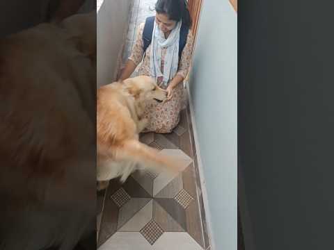 missed u toooo breezuuu beta🥰😍#surprisevisit  #unconditionallove #goldenretriever #doglover