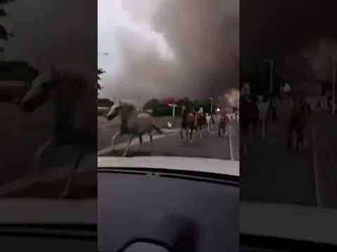 Horses run from thick smoke as wildfires spread in France
