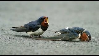 GOLONDRINA...BILLY VAUGHN.