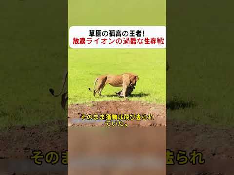 草原の孤高の王者！ 放浪ライオンの過酷な生存戦 #ライオン #野生動物 #サバイバル #自然ドキュメント #草原