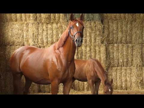 Insula - Halimey Go - EH Finley M - Mumpitz  geb. 2013