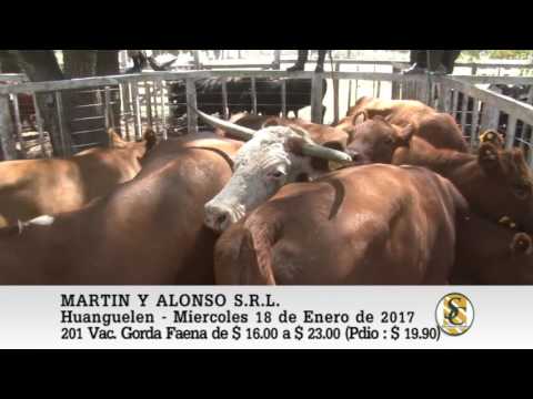 18-01-17 Venta de Vac. Gorda para Faena - Martin y Alonso S.R.L. - Huanguelen.