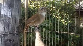 Download lagu Pancingan Cingcoang Coklat nyuling Gacor!! mp3 Download lagu Pancingan Cingcoang Coklat nyuling Gacor!! mp3