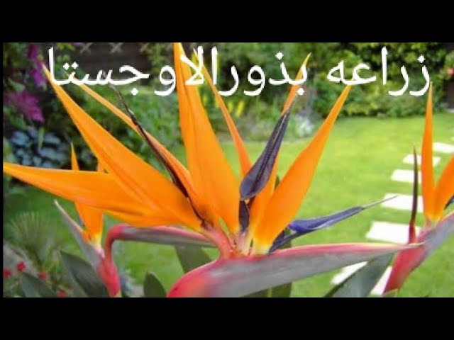 بذور شجرة عصفور الجنة أوجاستا