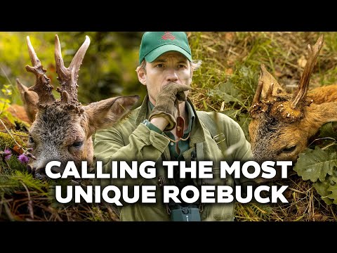 I Called the Most Unique Roebuck of 2025!