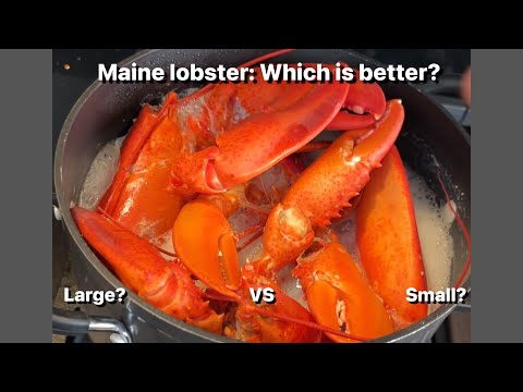 Maine lobster: LARGE vs small? Which is better?!
