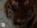 Rocky Mountain Animal Defense Protest Of Ringling Brothers