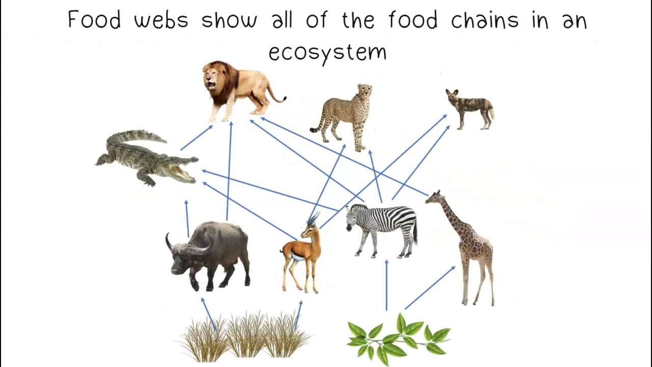 Food Chains & Food Webs
