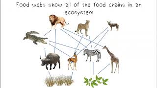 Food Chains & Food Webs
