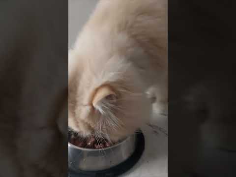 Junjun ka yummy 😋 food  😍 #like #viral