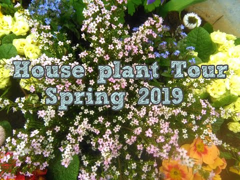 Houseplant Tour: Spring 2019