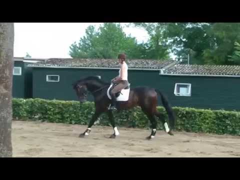 Chin Tonic v. Chin Champ a.d. Wildera