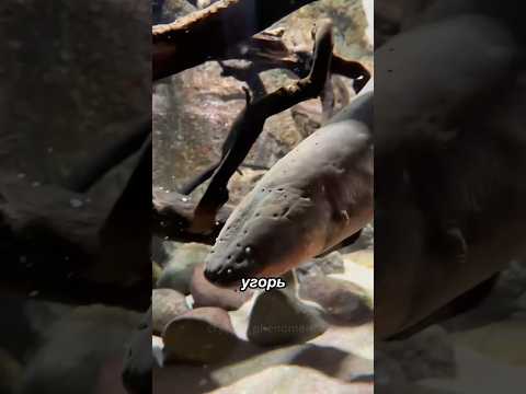 Именно из-за них рыбаки боятся заходить в реку Амазонку