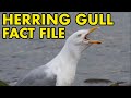 Herring Gulls Fact File British Wildlife Facts