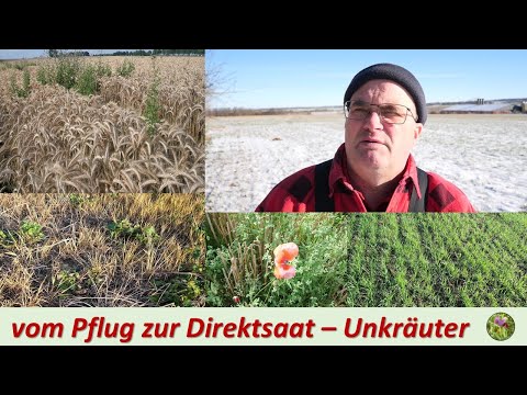 From plow to direct seeding - the topic of weeds