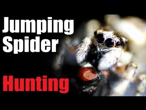 Jumping spider - hunting & eating HUGE fly!