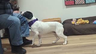 Video preview image #1 Lab-Pointer Puppy For Sale in Cookeville, TN, USA