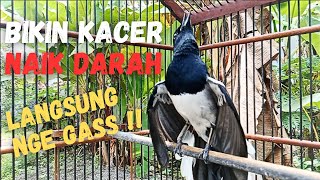 Download lagu KACER TARUNG SIAP CARI LAWAN ,BIKIN KACER KONSLET GACOR DAN BUKA EKOR COCOK UNTUK NAIKAN EMOSI KACER mp3 Download lagu KACER TARUNG SIAP CARI LAWAN ,BIKIN KACER KONSLET GACOR DAN BUKA EKOR COCOK UNTUK NAIKAN EMOSI KACER mp3