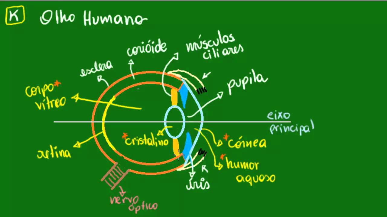Olho humano - Introdução
