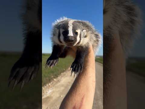 how to pick up a badger