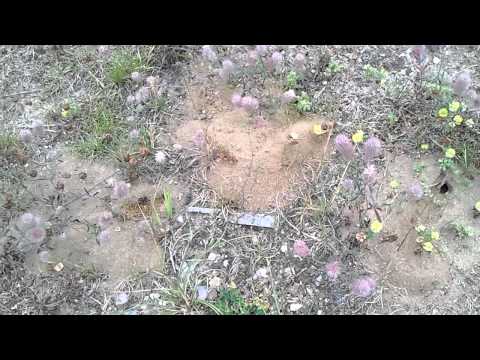 Bier der graver huller