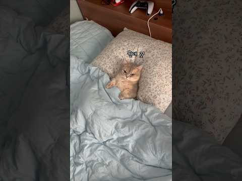 저기요? 제 침대인데요