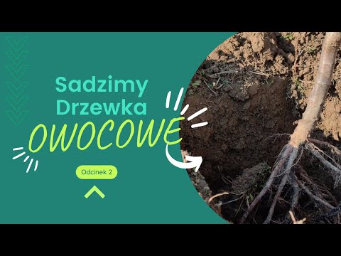 Odcinek 2: Sadzimy drzewka owocowe  🍏🍒🍑